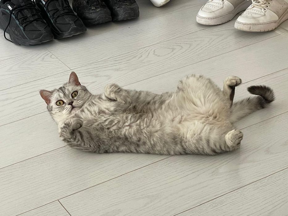 Шотландский вислоухий кот