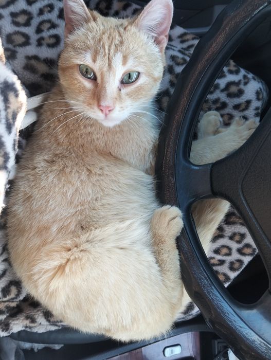 Найден котёнок мальчик