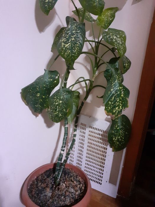 Кактус плюс Перец Чили.