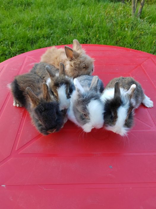 Iepurași pitici de companie