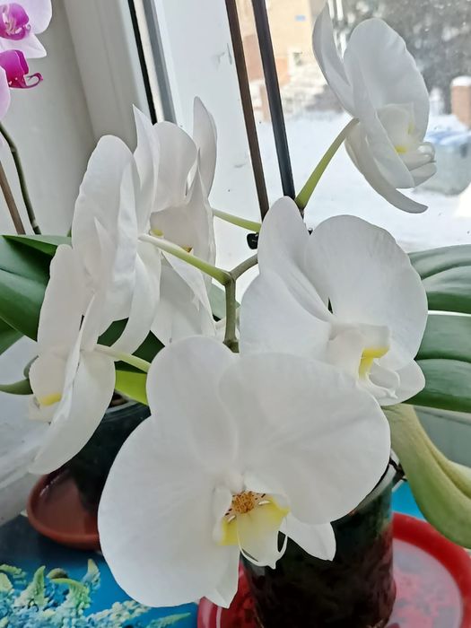 Продаётся орхидея