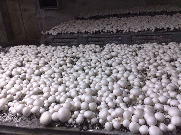 Compost incubat faza 3 Champignion