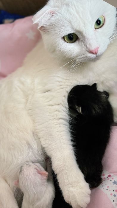 Котята 12марта роделись