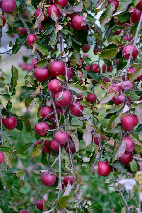 Саженцы яблони 1500