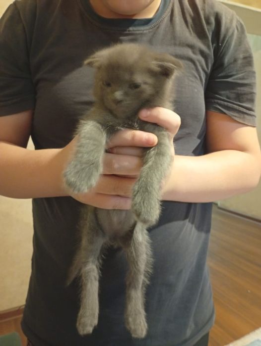 Котятка в добрые руки