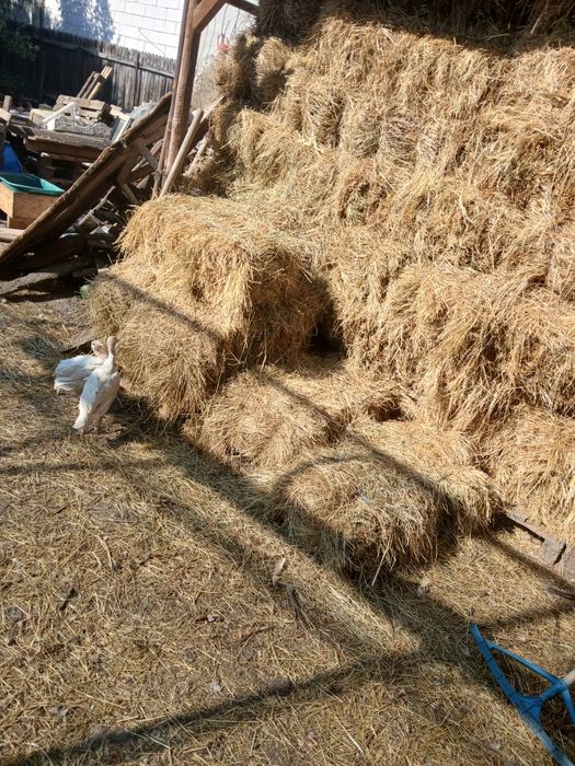 Baloți de lucernă și fân