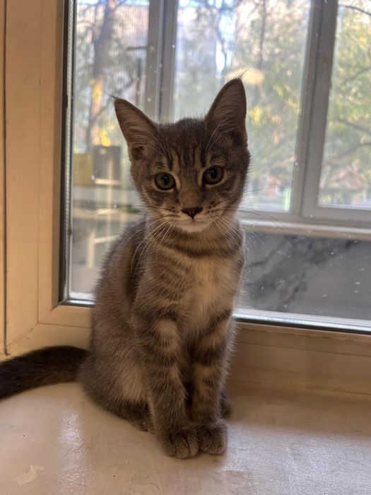 Отдадим котят в хорошие руки