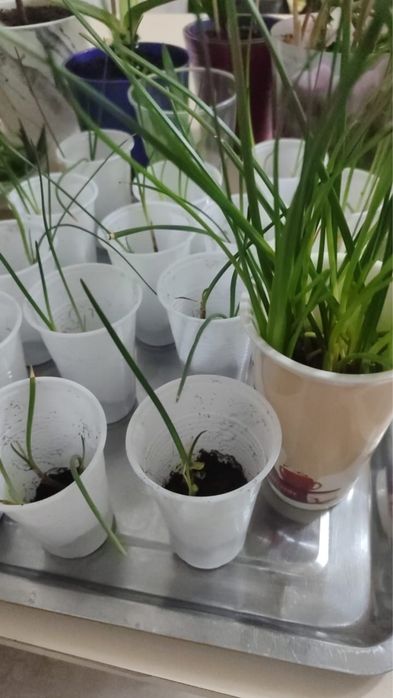 Продам комнатные цветы