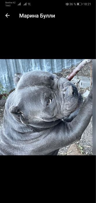 Американский булли