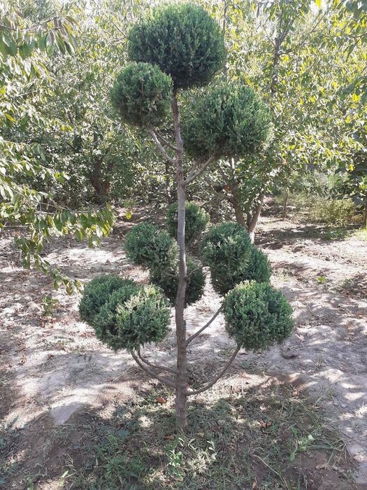 Gazon urugʼi va tayyori bor gullar daraxtlar to