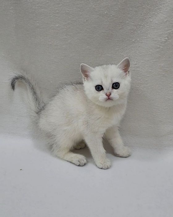 Скоттиш страйт серебристая шиншила девочка