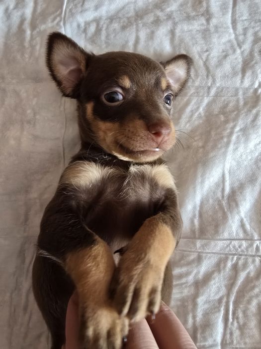 Продаются щенки той терьера