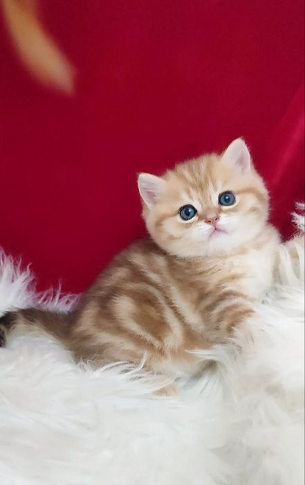 британская золотая шиншилла мрамор мальчик