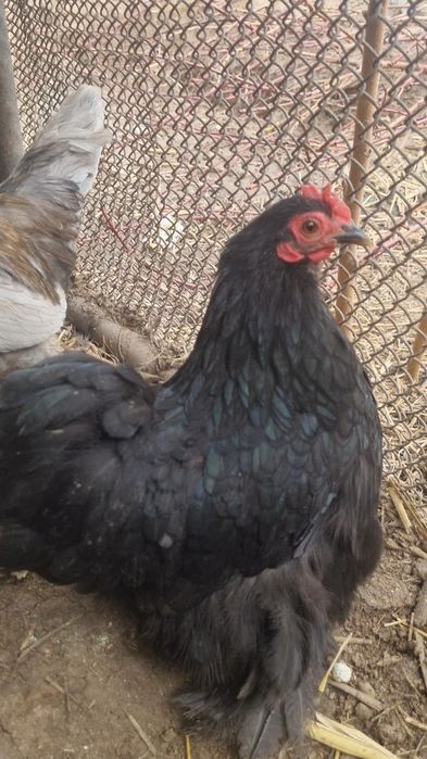 Кохинкин карлики