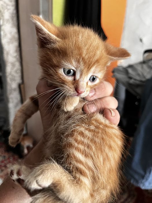 Отдам котят бесплатно
