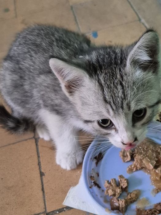 Котенок в добрые руки