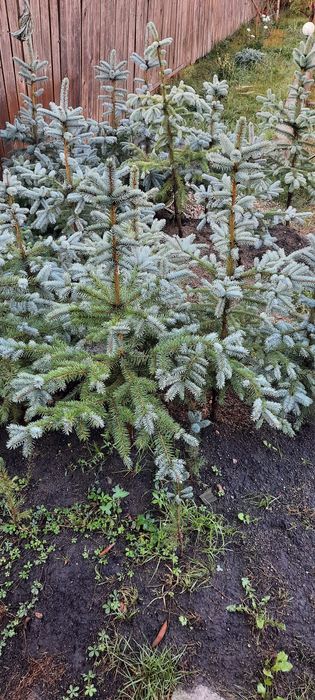 Crengi de brad la balot