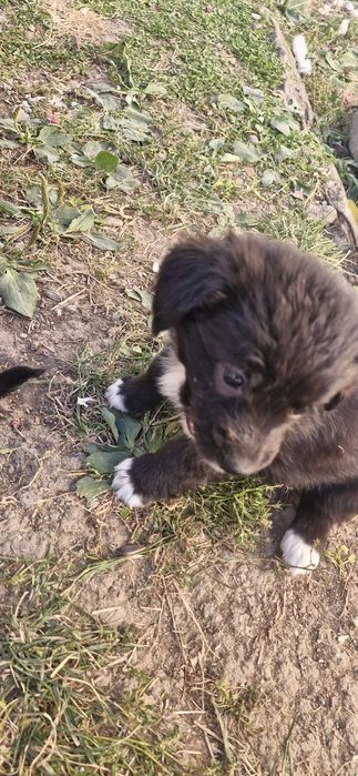 Dau bishoni havanezi in adopție