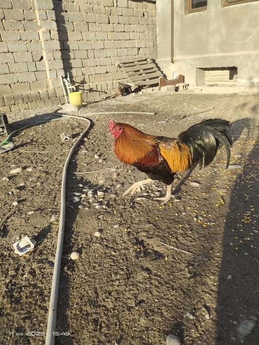 Xoʻroz tovuqlar bor