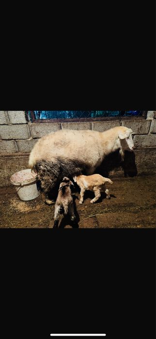 Сүтті ешкілер лағымен