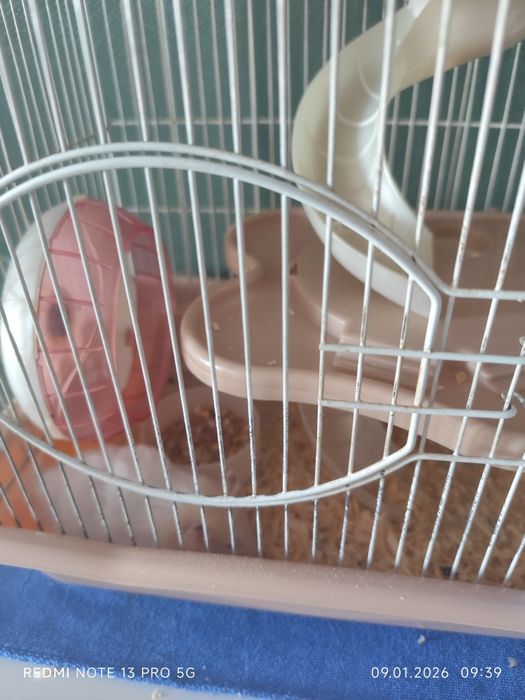 Отдам даром с клеткой
