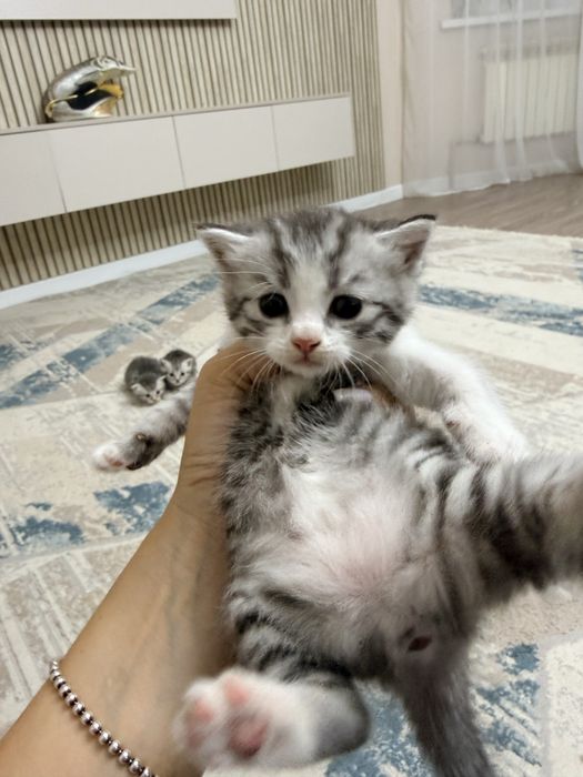 Продам котят шотлантской вислоухой