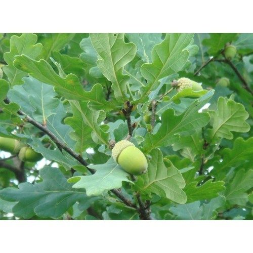 Продаётся Саженцы Дубов