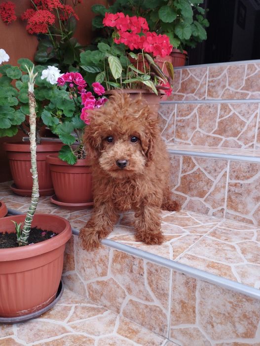 Той Пудел Toy Poodle.