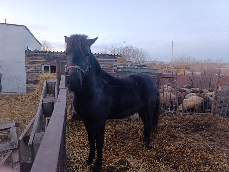 Жеребчик 2 года,на откорме