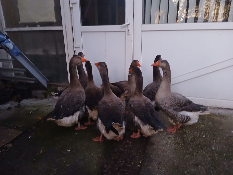 Gâște originale Franța