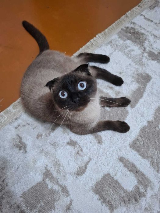 Кошка сиамская вислоухая