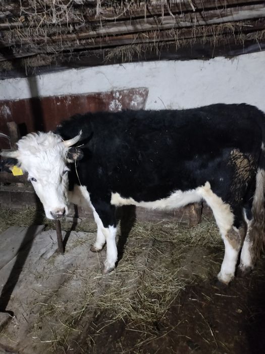 Мясо Ет Кашар откорм сатылады