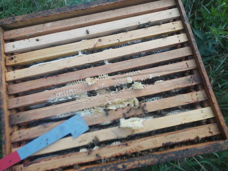 Vand familii de albine