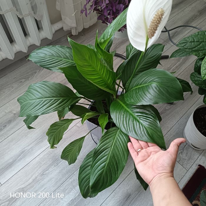 Продам женское счастье