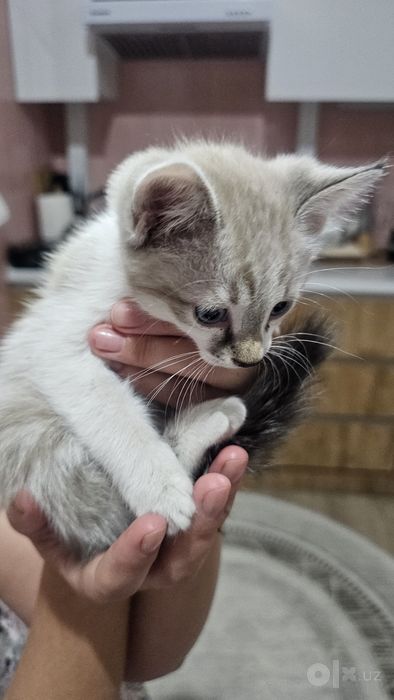 Котёнок, отдам в хорошие руки