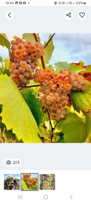 Struguri de vin direct de la țărani agricoli cu transport la tine acasă