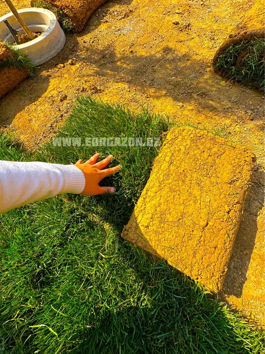 готовые рулоны газон в Узбекистане