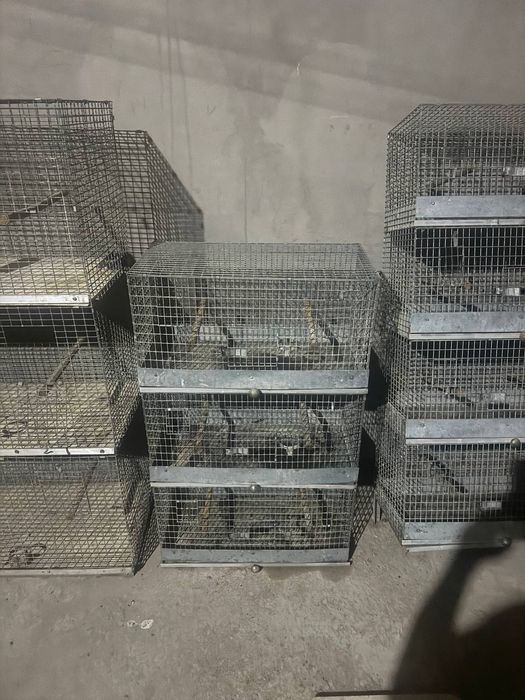 Папугае.бокадиган.