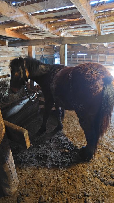 Продам  Жеребца 2 года