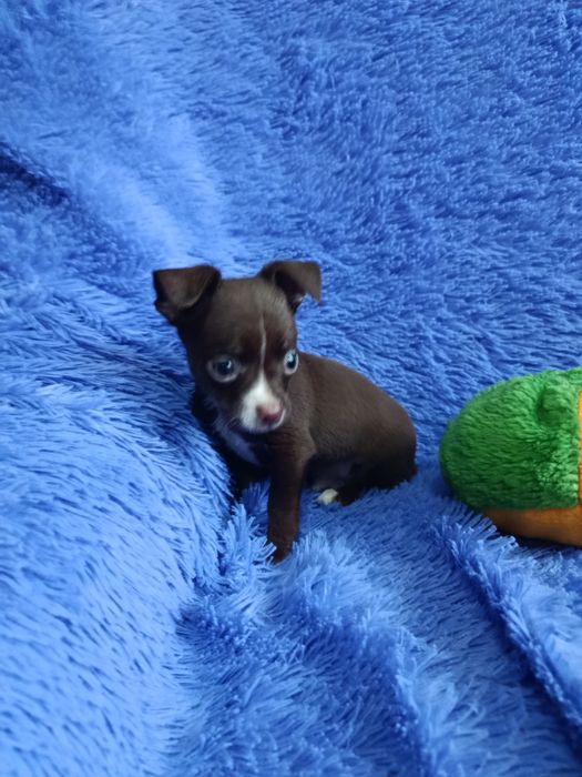 Чихуахуа мальчик