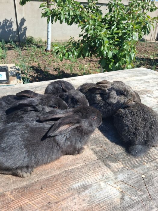 Vând pui de iepuri din rasa belgian