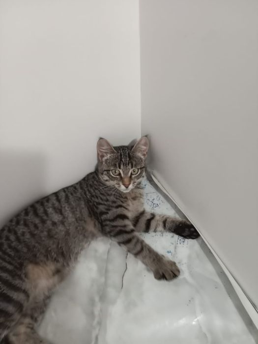 Отдам котенка  девочку в добрые руки