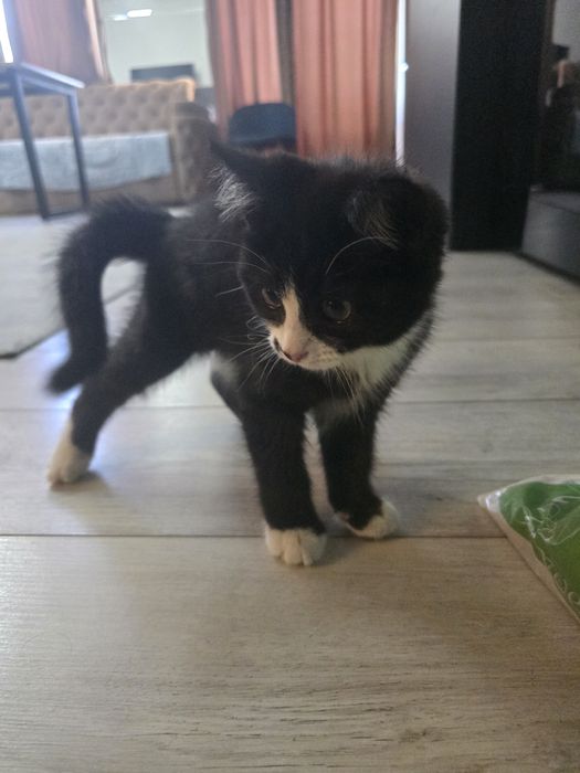 Kotyonok v horoshiyi ruki