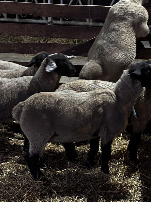 Vând miel berbecuț rasa Suffolk pentru tăiere (30-45 kg)