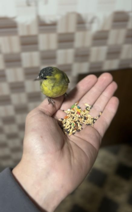 Chijik sotiladi yuvosh qush sayroqa kirgan zapisi bor tg dan yosela