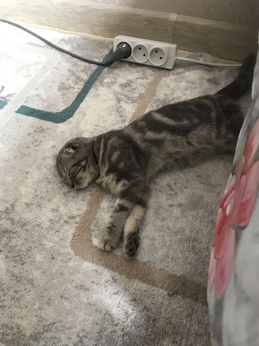 Продается вислоухий скоттиш страйт 3 месяца