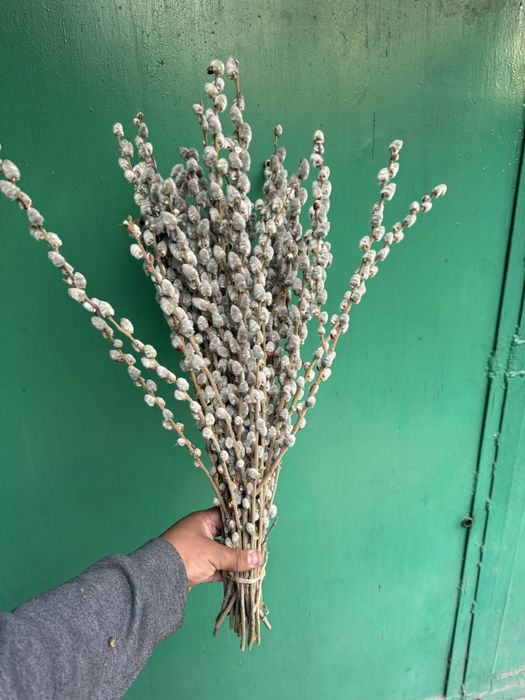 Верба оптом и в розницу