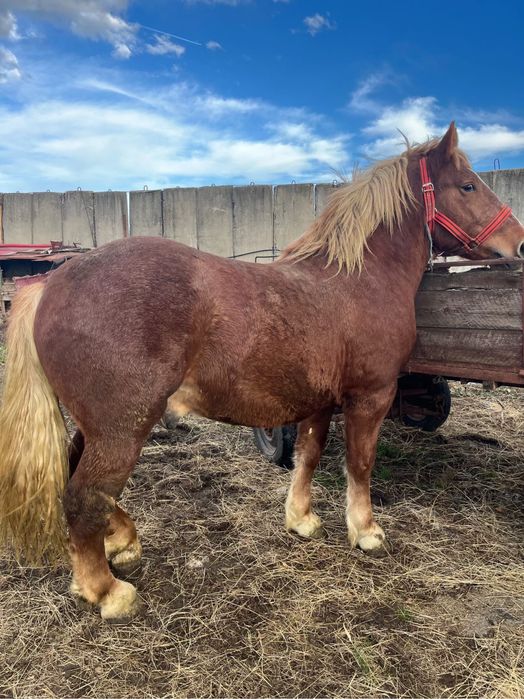 Vând armăsar 1 an și 10 luni