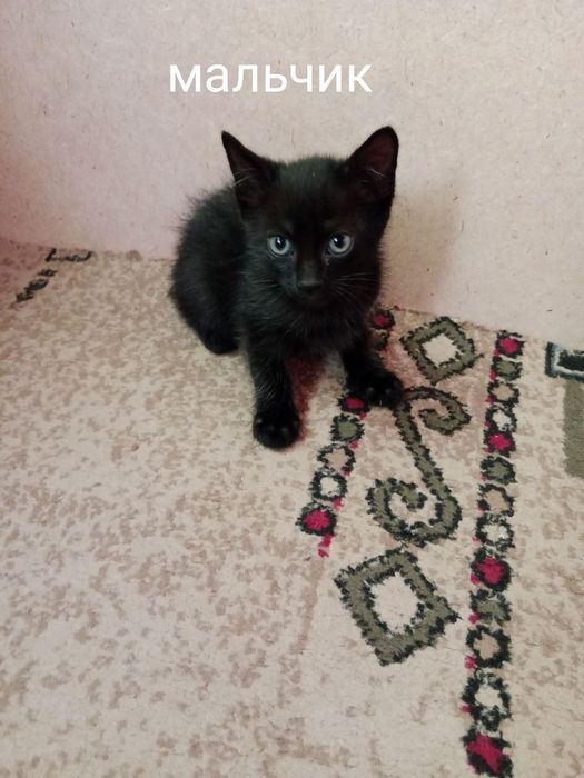 Котята бесплатно