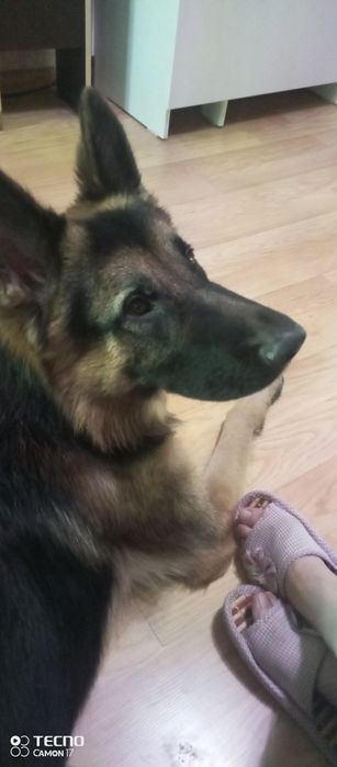 Кабель немецкой  овчарки  2 года клубный с родословной ищет девочку